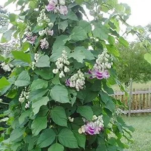 Corkscrew Vine Seeds Snail Vine Fast-Growing Perennial Fragrant Attracts Pollinators GMO Free Outdoor Trellis Fence Arbor 8Pcs