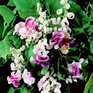 Corkscrew Vine Seeds Snail Vine Fast-Growing Perennial Fragrant Attracts Pollinators GMO Free Outdoor Trellis Fence Arbor 8Pcs