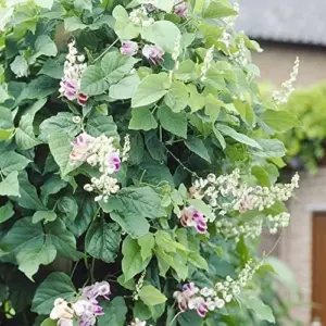 Corkscrew Vine Seeds Snail Vine Fast-Growing Perennial Fragrant Attracts Pollinators GMO Free Outdoor Trellis Fence Arbor 8Pcs
