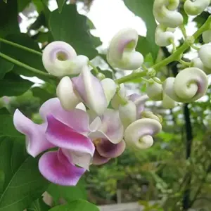 Corkscrew Vine Seeds Snail Vine Fast-Growing Perennial Fragrant Attracts Pollinators GMO Free Outdoor Trellis Fence Arbor 8Pcs