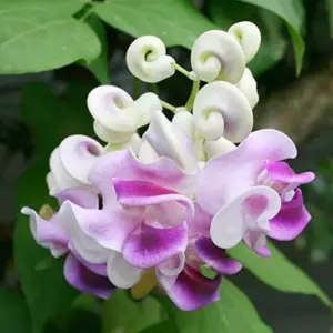 Corkscrew Vine Seeds Snail Vine Fast-Growing Perennial Fragrant Attracts Pollinators GMO Free Outdoor Trellis Fence Arbor 8Pcs
