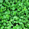 Corsican Mint Seeds Perennial Herb Aromatic Leaves Culinary Low Maintenance Green/Purple 1000 Count