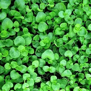 Corsican Mint Seeds Perennial Herb Aromatic Leaves Culinary Low Maintenance Green/Purple 1000 Count