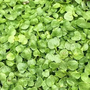 Corsican Mint Seeds Perennial Herb Aromatic Leaves Culinary Low Maintenance Green/Purple 1000 Count