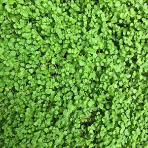 Corsican Mint Seeds Perennial Herb Aromatic Leaves Culinary Low Maintenance Green/Purple 1000 Count