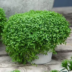 Corsican Mint Seeds Perennial Herb Aromatic Leaves Culinary Low Maintenance Green/Purple 1000 Count
