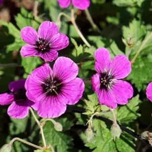 Cranesbill Flower Seeds Evergreen Perennial, Attracts Butterflies, Deer & Rabbit Resistant, Ground Cover, Rock Garden, Outdoor, 200 Seeds