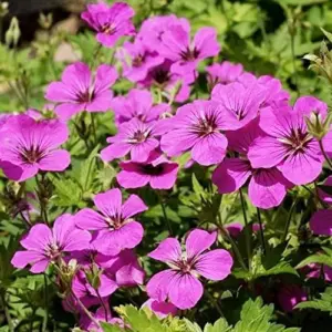 Cranesbill Flower Seeds Evergreen Perennial, Attracts Butterflies, Deer & Rabbit Resistant, Ground Cover, Rock Garden, Outdoor, 200 Seeds