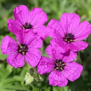 Cranesbill Flower Seeds Evergreen Perennial, Attracts Butterflies, Deer & Rabbit Resistant, Ground Cover, Rock Garden, Outdoor, 200 Seeds