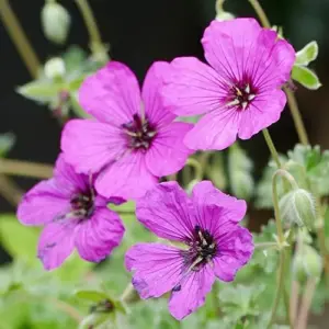 Cranesbill Flower Seeds Evergreen Perennial, Attracts Butterflies, Deer & Rabbit Resistant, Ground Cover, Rock Garden, Outdoor, 200 Seeds
