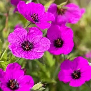 Cranesbill Flower Seeds Evergreen Perennial, Attracts Butterflies, Deer & Rabbit Resistant, Ground Cover, Rock Garden, Outdoor, 200 Seeds