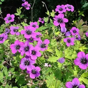 Cranesbill Flower Seeds Evergreen Perennial, Attracts Butterflies, Deer & Rabbit Resistant, Ground Cover, Rock Garden, Outdoor, 200 Seeds