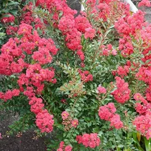 Crape Myrtle Seeds - Low Maintenance, Showy, Drought Tolerant, Deer Resistant Tree & Shrub - 35 Count Red