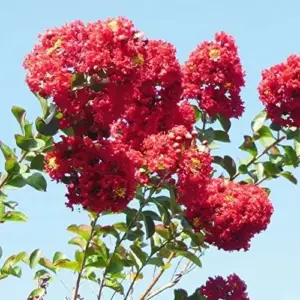 Crape Myrtle Seeds - Low Maintenance, Showy, Drought Tolerant, Deer Resistant Tree & Shrub - 35 Count Red