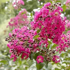Crape Myrtle Seeds - Low Maintenance, Showy, Drought Tolerant, Deer Resistant Tree & Shrub - 35 Count Red
