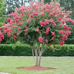 Crape Myrtle Seeds - Low Maintenance, Showy, Drought Tolerant, Deer Resistant Tree & Shrub - 35 Count Red