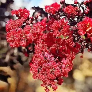 Crape Myrtle Seeds - Low Maintenance, Showy, Drought Tolerant, Deer Resistant Tree & Shrub - 35 Count Red
