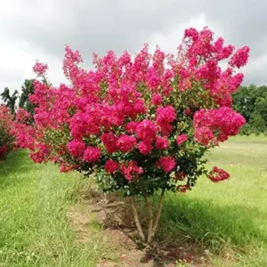 Crape Myrtle Seeds - Low Maintenance, Showy, Drought Tolerant, Deer Resistant Tree & Shrub - 35 Count Red