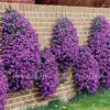Creeping Thyme Seeds Blue Rock Cress Perennial Ground Cover Flower 200 Pcs Natural Growth for Home Garden, Blue