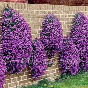 Creeping Thyme Seeds Blue Rock Cress Perennial Ground Cover Flower 200 Pcs Natural Growth for Home Garden, Blue