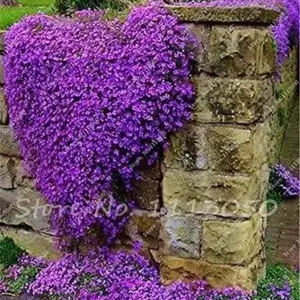Creeping Thyme Seeds Blue Rock Cress Perennial Ground Cover Flower 200 Pcs Natural Growth for Home Garden, Blue