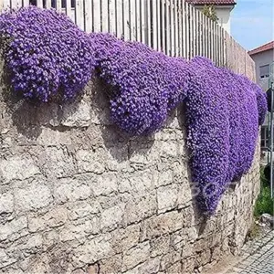 Creeping Thyme Seeds Blue Rock Cress Perennial Ground Cover Flower 200 Pcs Natural Growth for Home Garden, Blue