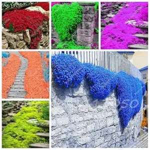 Creeping Thyme Seeds Blue Rock Cress Perennial Ground Cover Flower 200 Pcs Natural Growth for Home Garden, Blue