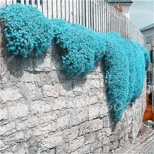Creeping Thyme Seeds Blue Rock Cress Perennial Ground Cover Flower 200 Pcs Natural Growth for Home Garden, Blue