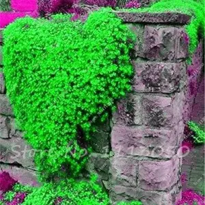 Creeping Thyme Seeds Blue Rock Cress Perennial Ground Cover Flower 200 Pcs Natural Growth for Home Garden, Blue