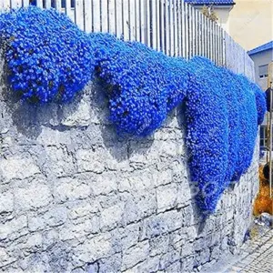 Creeping Thyme Seeds Blue Rock Cress Perennial Ground Cover Flower 200 Pcs Natural Growth for Home Garden, Blue