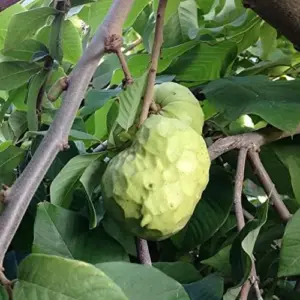 Custard Apple Seeds Cherimoya 20Pcs Fresh Non-GMO Tropical Fruit Tree Seeds