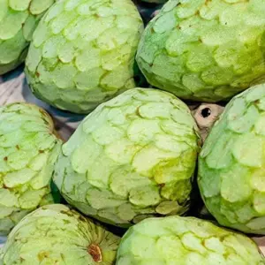 Custard Apple Seeds Cherimoya 20Pcs Fresh Non-GMO Tropical Fruit Tree Seeds