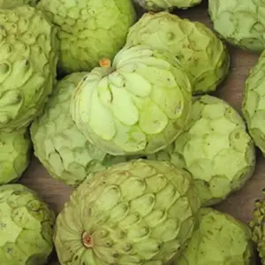 Custard Apple Seeds Cherimoya 20Pcs Fresh Non-GMO Tropical Fruit Tree Seeds