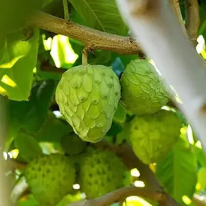 Custard Apple Seeds Cherimoya 20Pcs Fresh Non-GMO Tropical Fruit Tree Seeds