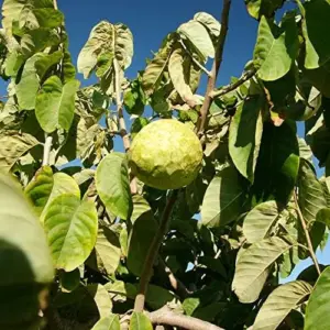Custard Apple Seeds Cherimoya 20Pcs Fresh Non-GMO Tropical Fruit Tree Seeds
