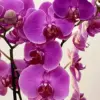 Cymbidium Orchid Seeds Fragrant Purple 100Pcs - Easy Care Indoor/Outdoor Cut Flower