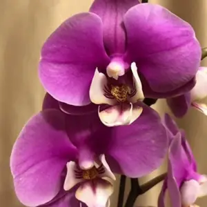 Cymbidium Orchid Seeds Fragrant Purple 100Pcs - Easy Care Indoor/Outdoor Cut Flower