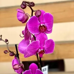Cymbidium Orchid Seeds Fragrant Purple 100Pcs - Easy Care Indoor/Outdoor Cut Flower