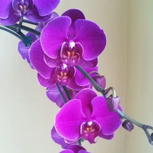 Cymbidium Orchid Seeds Fragrant Purple 100Pcs - Easy Care Indoor/Outdoor Cut Flower