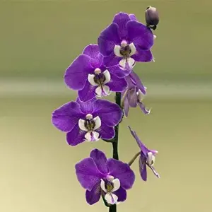 Cymbidium Orchid Seeds Fragrant Purple 100Pcs - Easy Care Indoor/Outdoor Cut Flower