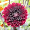 Dahlia Flower Seeds Perennial Dark Red Black Cut Flowers 10Pcs