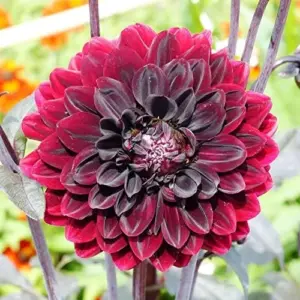 Dahlia Flower Seeds Perennial Dark Red Black Cut Flowers 10Pcs