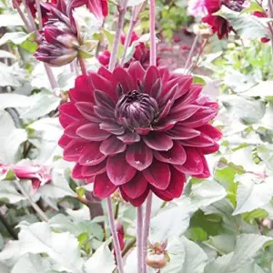 Dahlia Flower Seeds Perennial Dark Red Black Cut Flowers 10Pcs
