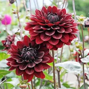Dahlia Flower Seeds Perennial Dark Red Black Cut Flowers 10Pcs