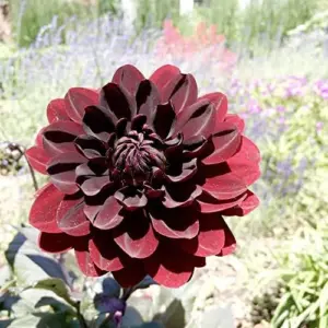 Dahlia Flower Seeds Perennial Dark Red Black Cut Flowers 10Pcs