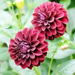 Dahlia Flower Seeds Perennial Dark Red Black Cut Flowers 10Pcs