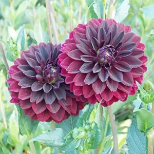 Dahlia Flower Seeds Perennial Dark Red Black Cut Flowers 10Pcs