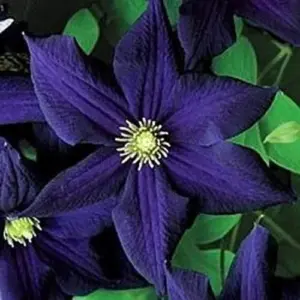 Dark Purple Clematis Seeds - 50 Count Climbing Perennial Flower Vine - Purple