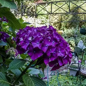 Dark Purple Hydrangea Seeds 5Pcs Attract Butterflies & Bees Showy Flowers for Garden Beds & Borders