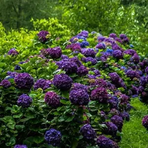 Dark Purple Hydrangea Seeds 5Pcs Attract Butterflies & Bees Showy Flowers for Garden Beds & Borders